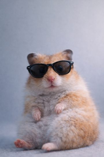 Hamster Wearing Sunglasses Cool Pose