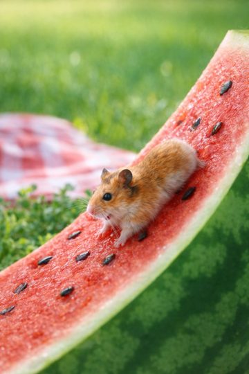 Hamster Sliding on Watermelon Tiny World Wallpaper