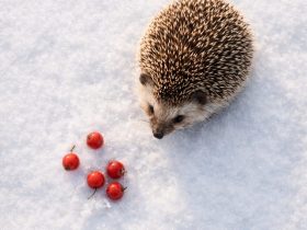 a hedgehog near small red berries on clean white snow with minimal composition and soft natural light