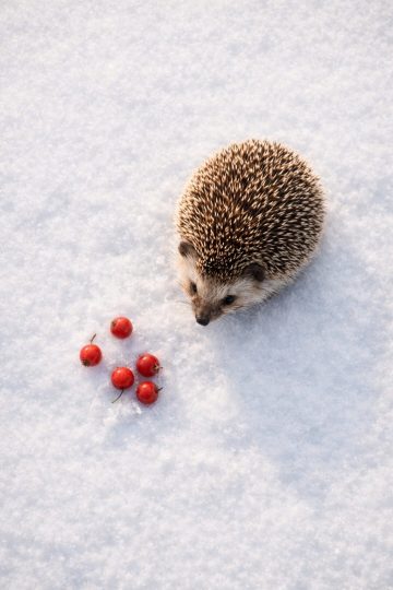 Hedgehog with Red Berries on Snow Wallpaper