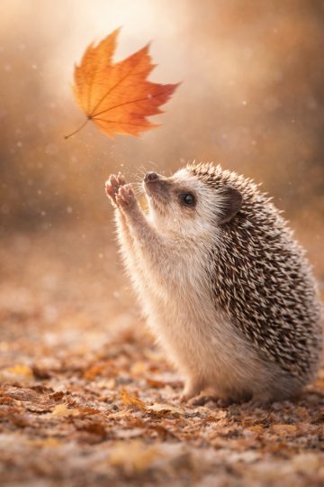 Playful Hedgehog Catching Falling Leaf Wallpaper