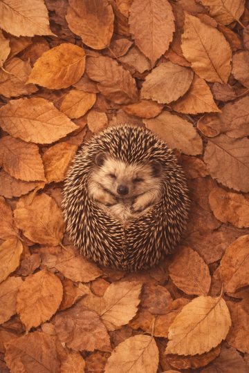 Cozy Autumn Hedgehog Curled in Leaves Wallpaper