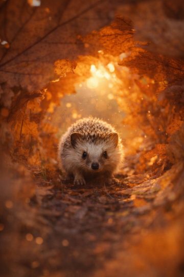Hedgehog in a Cozy Autumn Leaf Tunnel Wallpaper