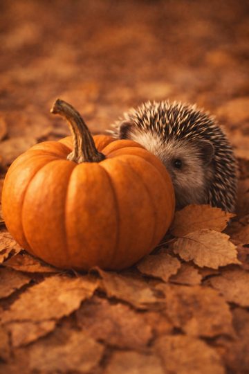 Hedgehog and Pumpkin on Autumn Forest Floor Wallpaper