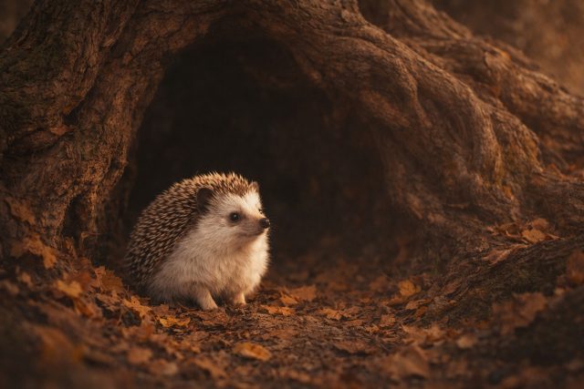 Hedgehog in a Tree Hollow Autumn Scene Wallpaper