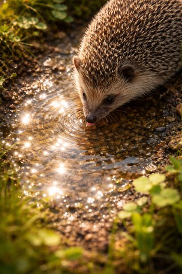 Playful Hedgehog Drinking Water in Sunlight Wallpaper