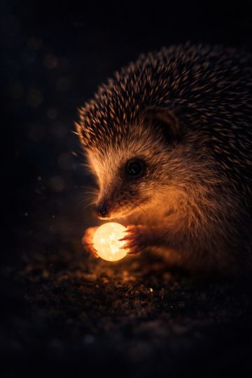Hedgehog Holding Glowing Light Orb Wallpaper