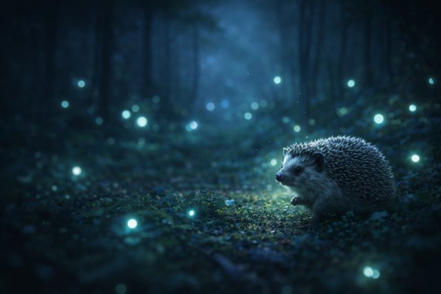 Hedgehog in Wide Forest with Floating Lights Wallpaper