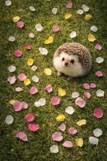 Hedgehog Sitting on Grass with Flower Petals Wallpaper