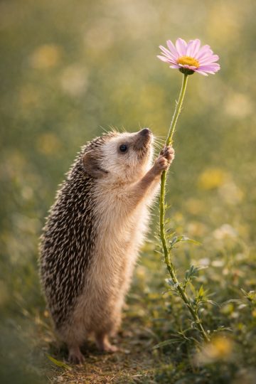 Hedgehog Reaching for a Tall Flower Wallpaper