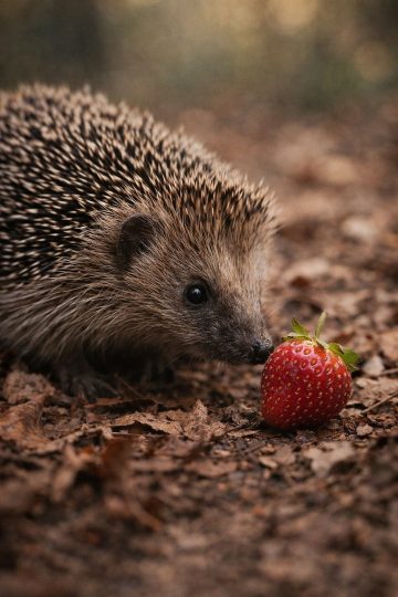 Hedgehog Smelling Strawberry in Forest Wallpaper