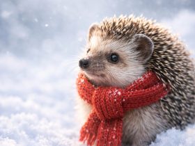 a hedgehog wearing a red scarf sitting in soft snow with gentle snowfall and bright winter light