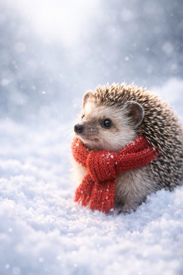 Winter Hedgehog with Red Scarf in Snow Wallpaper