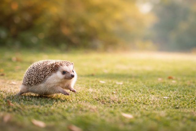 Playful Hedgehog Running Across Grass Wallpaper