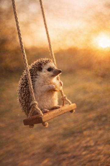 Hedgehog Sitting on Swing at Sunset Wallpaper