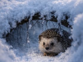 a hedgehog resting under a snow-covered branch with soft shadows and cool winter tones