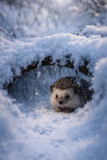 Hedgehog Under Snowy Branch Shelter Wallpaper