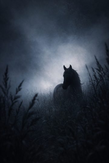 Horse Emerging from Misty Tall Grass Wallpaper