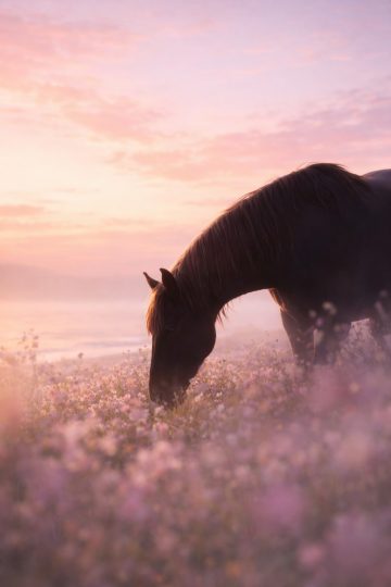 Horse Grazing in a Pastel Flower Field Wallpaper