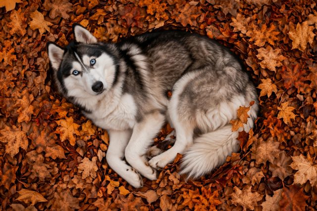 Husky Curled Up in Autumn Leaves Top View Wallpaper