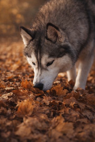 Husky Sniffing Fallen Leaves in Warm Autumn Light Wallpaper