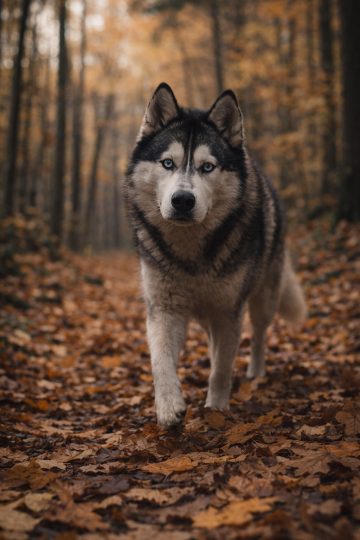 Husky Walking Through Autumn Forest Path Wallpaper