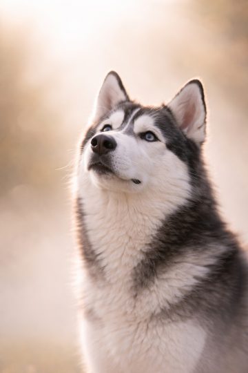 Husky Portrait in Soft Backlight Glow Wallpaper
