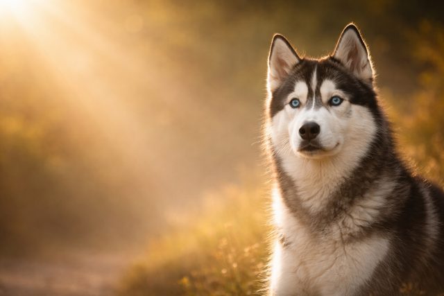 Husky Side Composition with Warm Sun Flare Wallpaper