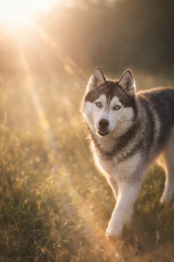 Husky Standing in Sunlit Field with Backlight Wallpaper