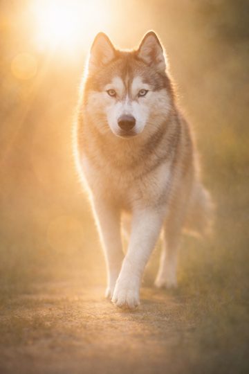 Husky Walking in Golden Backlight Sun Flare Wallpaper