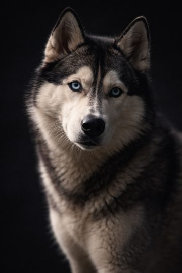 Husky Close Up Portrait in Soft Dark Light Wallpaper