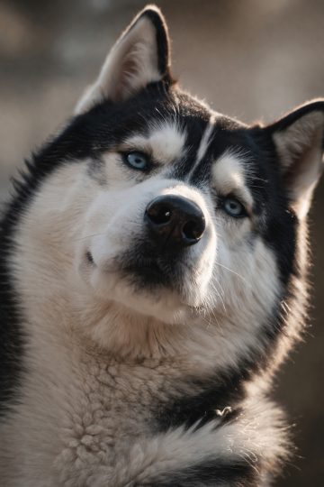 Husky Side Cropped Close Up with Minimal Background Wallpaper