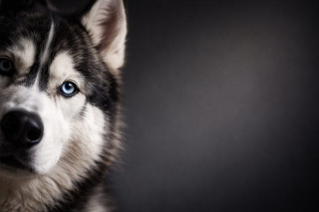 Husky Close Up with Gentle Head Tilt in Warm Light Wallpaper