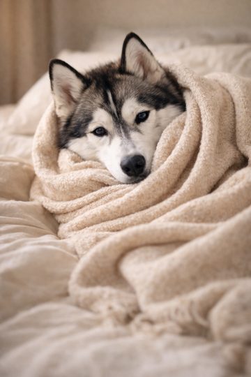 Husky Wrapped in Soft Blanket in Cozy Indoor Light Wallpaper
