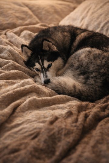 Husky Curled Up in Warm Textured Blanket Wallpaper
