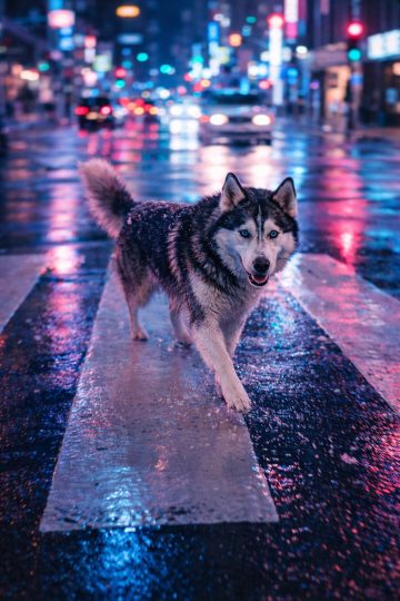 Husky Crossing Neon City Night Wallpaper