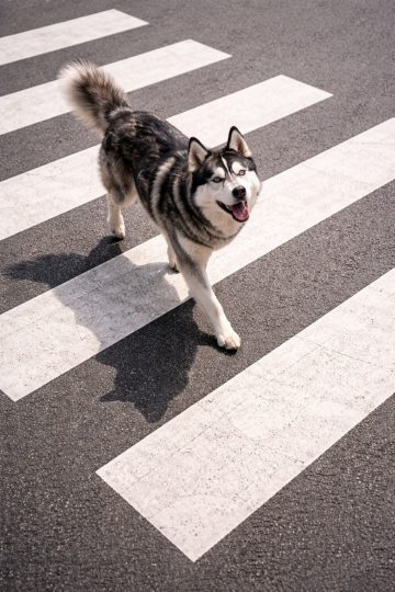 Husky Crosswalk Day Clean Lines Wallpaper