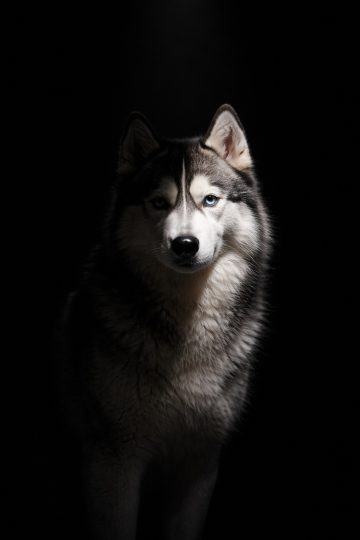 Husky Close Portrait in Dark Studio Spotlight Wallpaper
