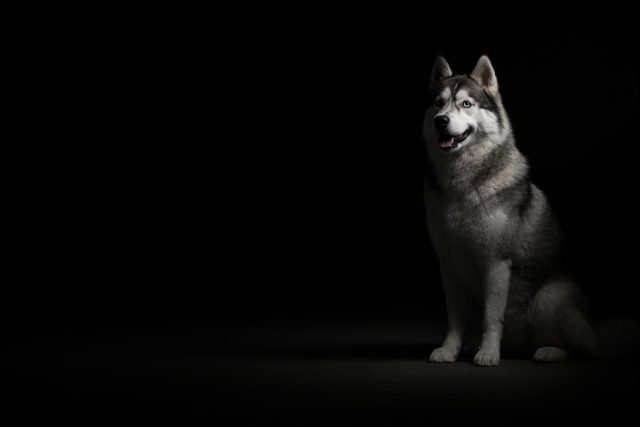 Husky Sitting in Minimal Dark Studio Light Wallpaper