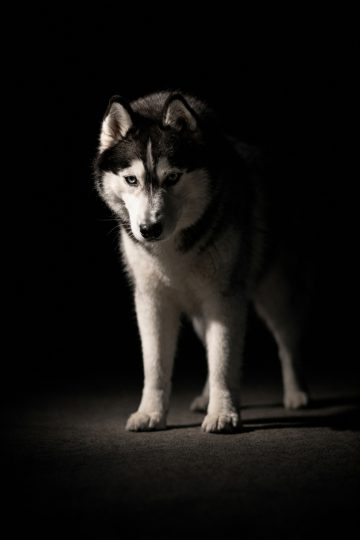 Husky Standing in Dramatic Studio Shadow Light Wallpaper
