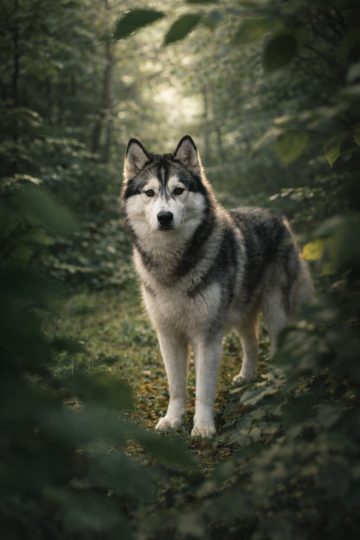Husky Standing Between Forest Leaves in Soft Green Depth Wallpaper