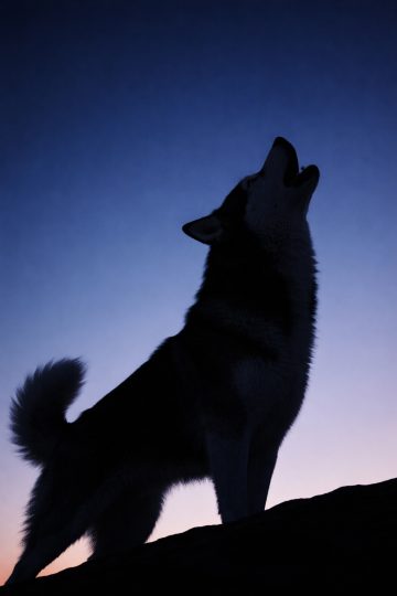 Husky Howling Silhouette Twilight Wallpaper