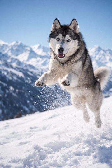 Husky Jumping in Snow Playful Mountain Wallpaper