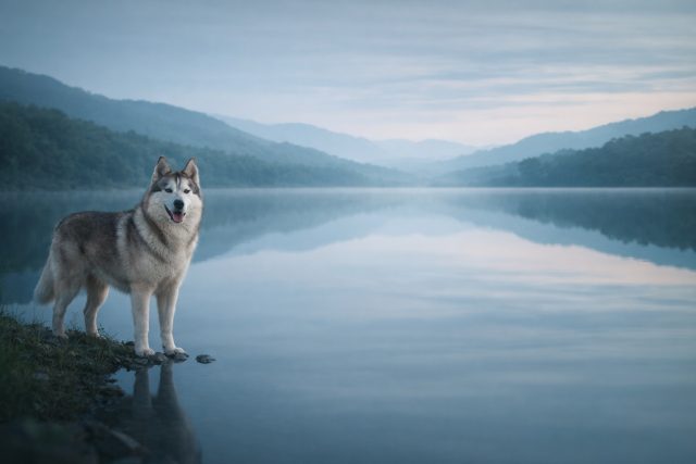 Husky by Misty Lake Shore in Soft Blue Tones Wallpaper