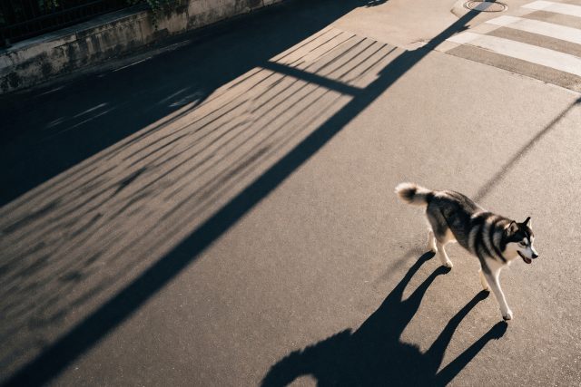Husky Long Shadow Urban Minimal Wallpaper
