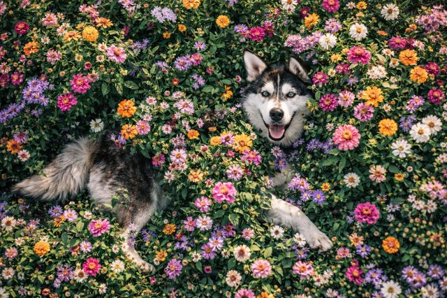 Husky Lying In Flower Field Wide Playful Wallpaper