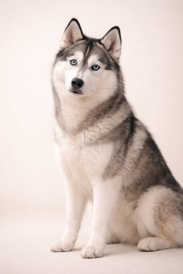 Husky Sitting on Minimal Clean Background Wallpaper