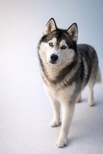 Husky Walking Forward on Clean Minimal Background Wallpaper