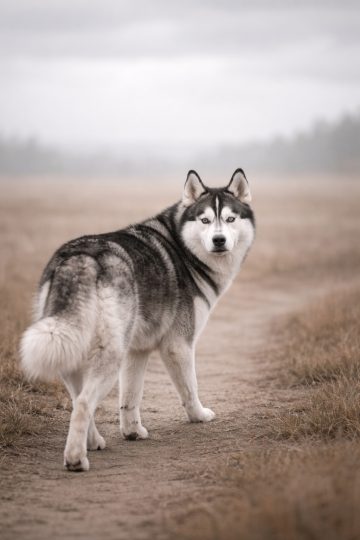 Husky Looking Back on Foggy Path Wallpaper