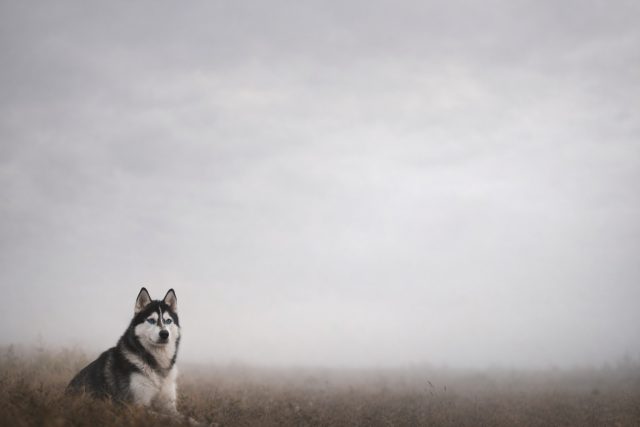 Husky in Wide Minimal Overcast Landscape Wallpaper